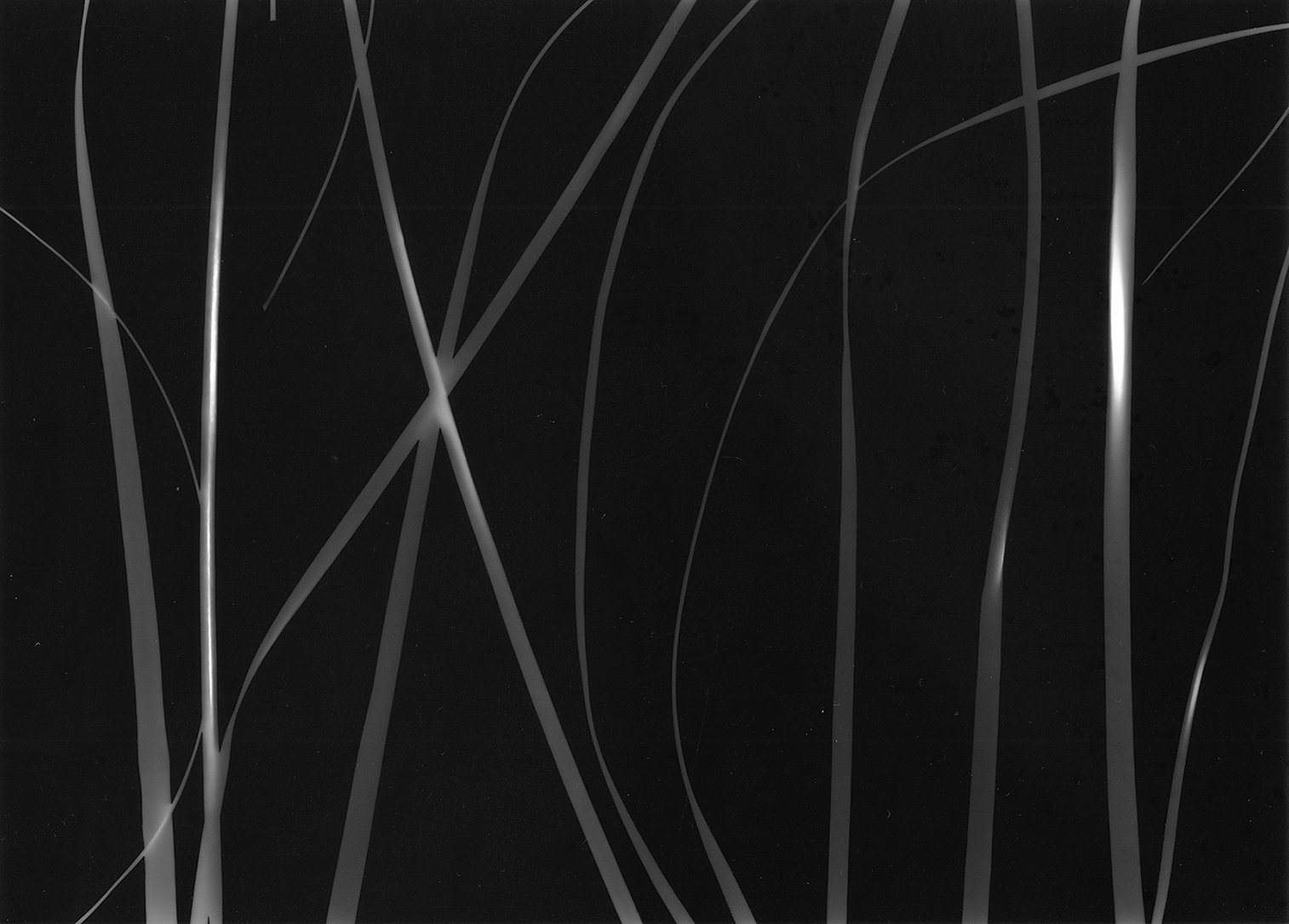 Blades of Grass
